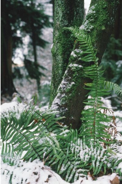 A Lesson in Colour Film Photography A Lesson In Colour Photography @ 600 x 900