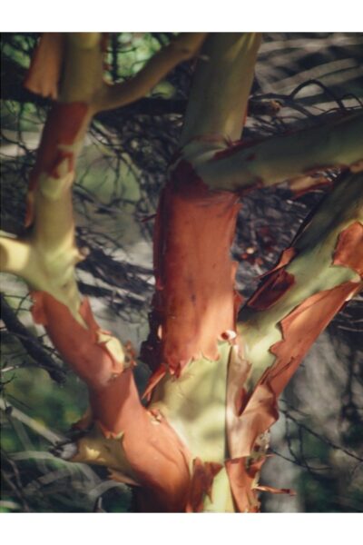 Where Gravity Is Optional Arbutus Bark @ 600 x 900