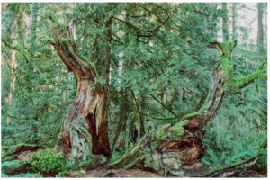 Sunnyside Acres Urban Forest: Dancing Tree Dancing Tree rev. @ 1200 x 800