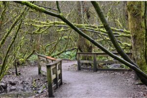 Forest Entrance rev. @ 1200 x 800