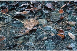 Frozen Leaves in Mundy Park Frozen Leaves @ 1200 x 800