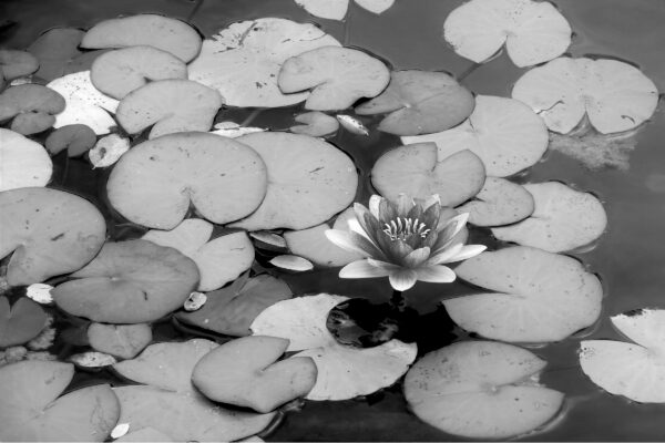 Why Analog Photography? And Why Black and White? Lily B & W @ 1200 x 800