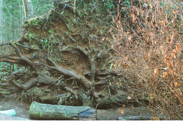 Massive Roots @ 1200 x 800