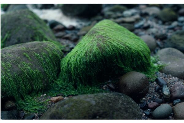 Moss on Rock- The Bokeh Effect on Images Moss On Rock Bokeh @ 1200 x 800