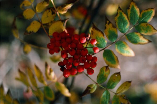 Red Berry Bokeh: What To Focus On Red Berry Bokeh @ 1200 x 800
