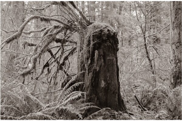Sepia View @ 1200 x 800