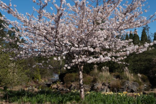 Cherry Tree Van Dusen @ 1200 x 800