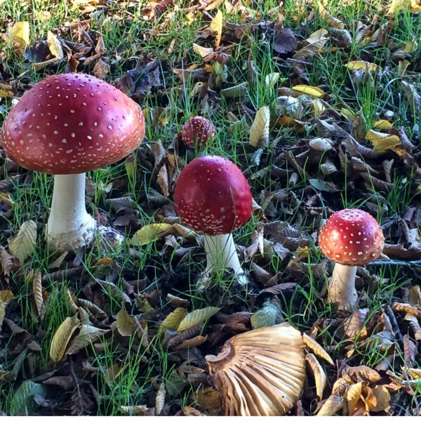 Red Mushroom Family @ 769 x 769