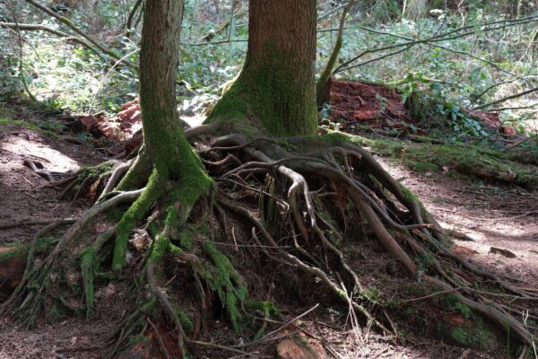 The Mysterious Network in Forest Life Tree Roots Above Ground @ 1200 x 800