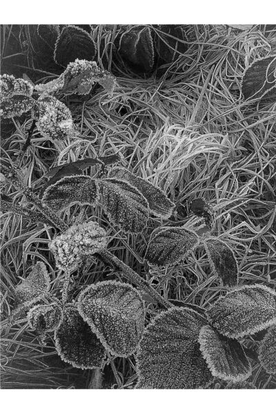 Iced Leaves @ 600 x 900