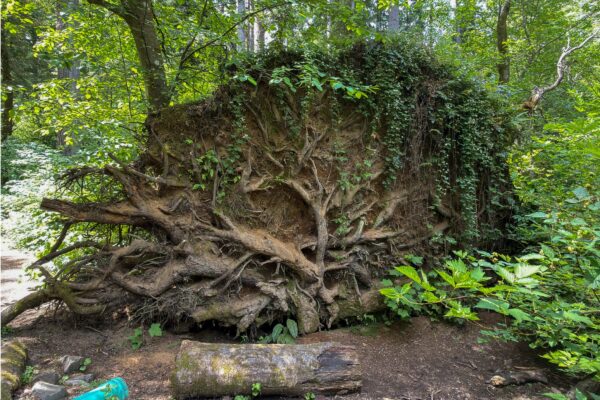 Massive Stump in May Massive Stump in May @ 1200 x 800