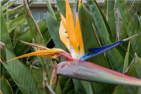 Bird of Paradise @ 1200 x 800