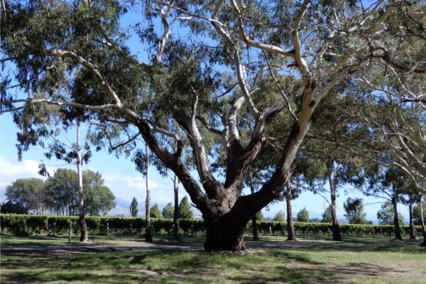 The Magnificent Elm At Cloudy Bay Cloudy Bay @ 1200 x 800