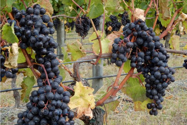 Grape Clusters On The Vine Grape Clusters @ 1200 x 800